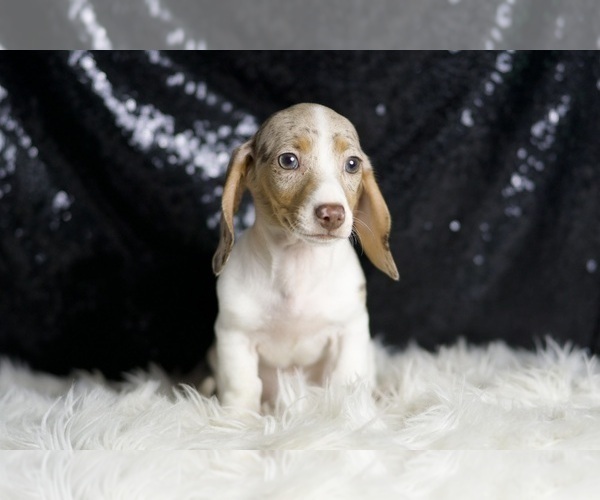 Medium Photo #5 Dachshund Puppy For Sale in WARSAW, IN, USA