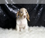 Small #4 Dachshund