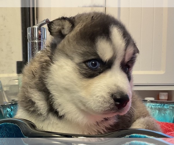 Medium Photo #7 Siberian Husky Puppy For Sale in LAWNDALE, NC, USA