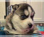 Small Photo #7 Siberian Husky Puppy For Sale in LAWNDALE, NC, USA