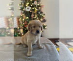 Puppy Puprple Golden Retriever