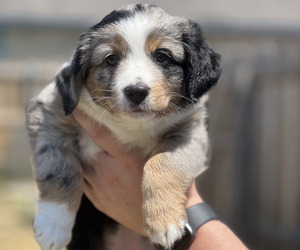 Miniature Australian Shepherd Puppy for sale in TEMPLE, TX, USA