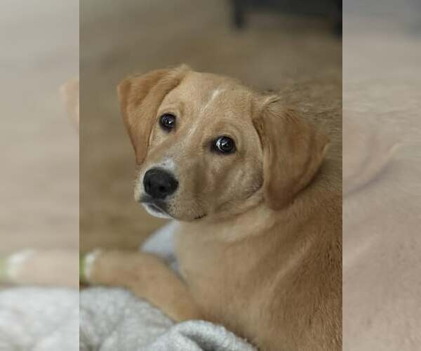Medium Photo #2 Labralas Puppy For Sale in Attalka, AL, USA