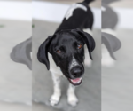Small Photo #7 Beagle-Unknown Mix Puppy For Sale in Cranston, RI, USA