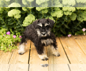Schnauzer (Miniature) Puppy for sale in NAPPANEE, IN, USA
