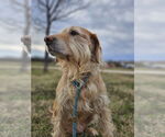 Small #5 Golden Retriever Mix