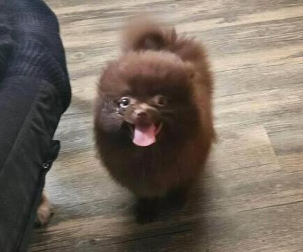 Medium Photo #4 Pomeranian Puppy For Sale in MABANK, TX, USA