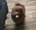 Small #3 Pomeranian