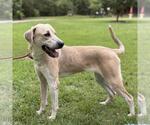 Small #3 Labrador Retriever Mix