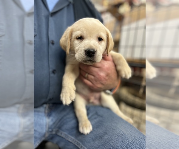Medium Photo #2 Labrador Retriever Puppy For Sale in TENMILE, OR, USA