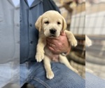 Puppy Gray Labrador Retriever