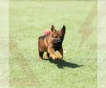 Small Photo #4 German Shepherd Dog Puppy For Sale in NORTH HOLLYWOOD, CA, USA