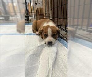 German Shepherd Dog-Unknown Mix Dogs for adoption in Houston, TX, USA