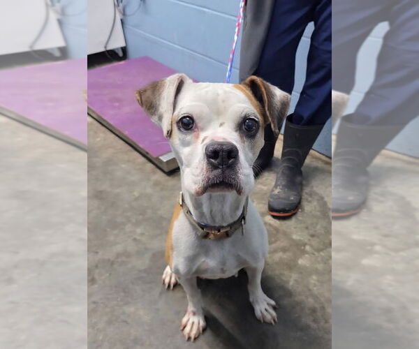 Medium Photo #4 Mutt Puppy For Sale in Evansville, IN, USA