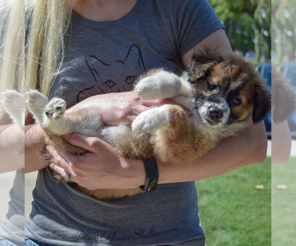 Medium Photo #4 Sheprador Puppy For Sale in Huntley, IL, USA