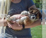 Small #3 Sheprador