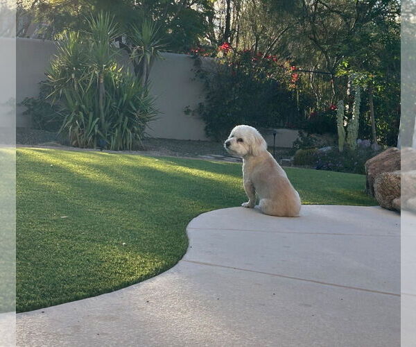 Medium Photo #2 Lhasa-Poo Puppy For Sale in Phoenix, AZ, USA