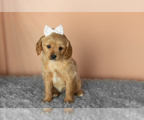Medium Photo #2 Golden Cavadoodle Puppy For Sale in MILLERSBURG, IN, USA