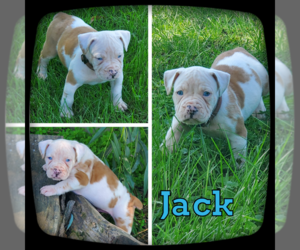 Olde English Bulldogge Puppy for sale in WHEELER, MI, USA