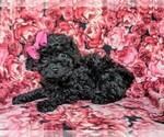 Small #3 Poodle (Miniature)