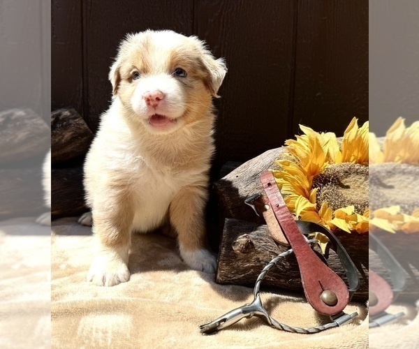 Medium Photo #3 Australian Shepherd Puppy For Sale in EUSTIS, FL, USA