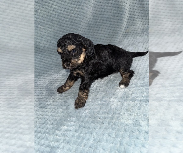 Medium Photo #28 Cavapoo mix (+ Poodle Miniature) Puppy For Sale in MUNFORDVILLE, KY, USA