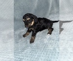 Small Photo #28 Cavapoo mix (+ Poodle Miniature) Puppy For Sale in MUNFORDVILLE, KY, USA