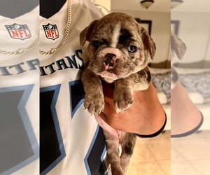 French Bulldog Puppy for sale in PALMDALE, CA, USA