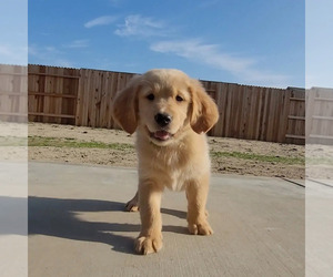 Golden Retriever Puppy for sale in COLUSA, CA, USA