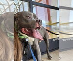 Small #1 American Pit Bull Terrier Mix