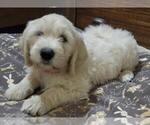 Puppy Dora Goldendoodle