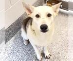 Small #1 German Shepherd Dog Mix