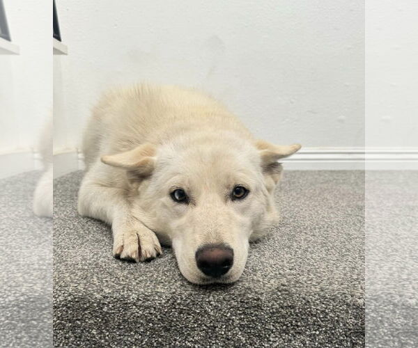 Medium Photo #7 Huskies -Unknown Mix Puppy For Sale in Corona, CA, USA