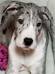 Great Dane Puppy for sale in GALES FERRY, CT, USA