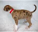 Small #4 Bulldog Mix
