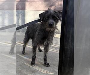Mutt Dogs for adoption in Redlands, CA, USA