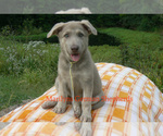 Image preview for Ad Listing. Nickname: Corn Maze Craze