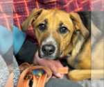 Small #14 Beagle Mix