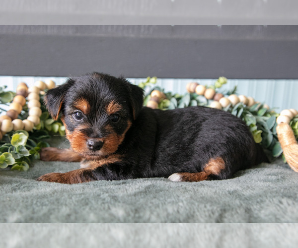 Medium Photo #2 Yorkshire Terrier Puppy For Sale in NAPPANEE, IN, USA