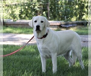 Mother of the Labrador Retriever puppies born on 03/29/2025