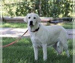 Small Photo #1 Labrador Retriever Puppy For Sale in SYRACUSE, IN, USA