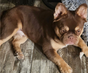 Father of the French Bulldog puppies born on 08/18/2025