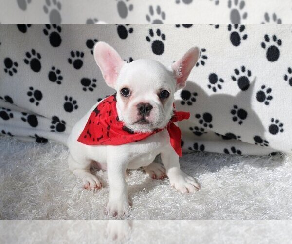 Medium Photo #1 French Bulldog Puppy For Sale in CORAL GABLES, FL, USA