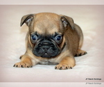 Small Photo #20 French Bulldog Puppy For Sale in WINNSBORO, TX, USA
