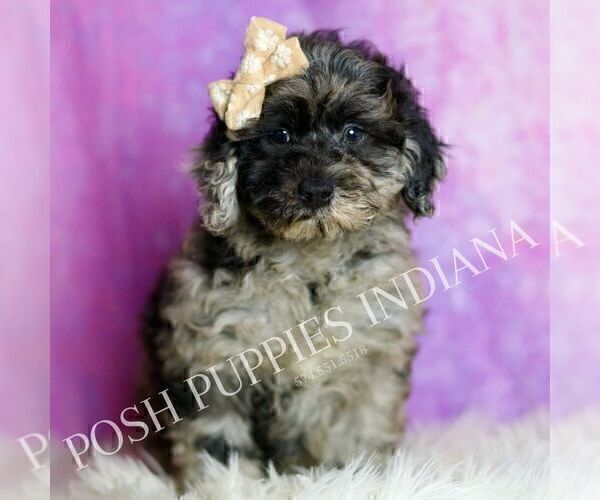 Medium Photo #6 Poodle (Miniature) Puppy For Sale in WARSAW, IN, USA