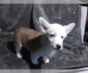 Pembroke Welsh Corgi Puppy for sale in KALAMAZOO, MI, USA