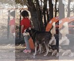 Small Photo #4 Siberian Husky Puppy For Sale in Peralta, NM, USA