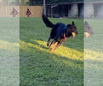 Small #3 German Shepherd Dog
