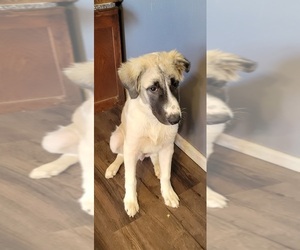Anatolian Shepherd Puppy for sale in CARROLL, OH, USA