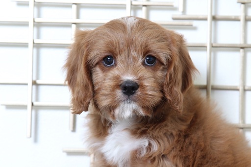 Medium Photo #1 Cavapoo Puppy For Sale in BEL AIR, MD, USA